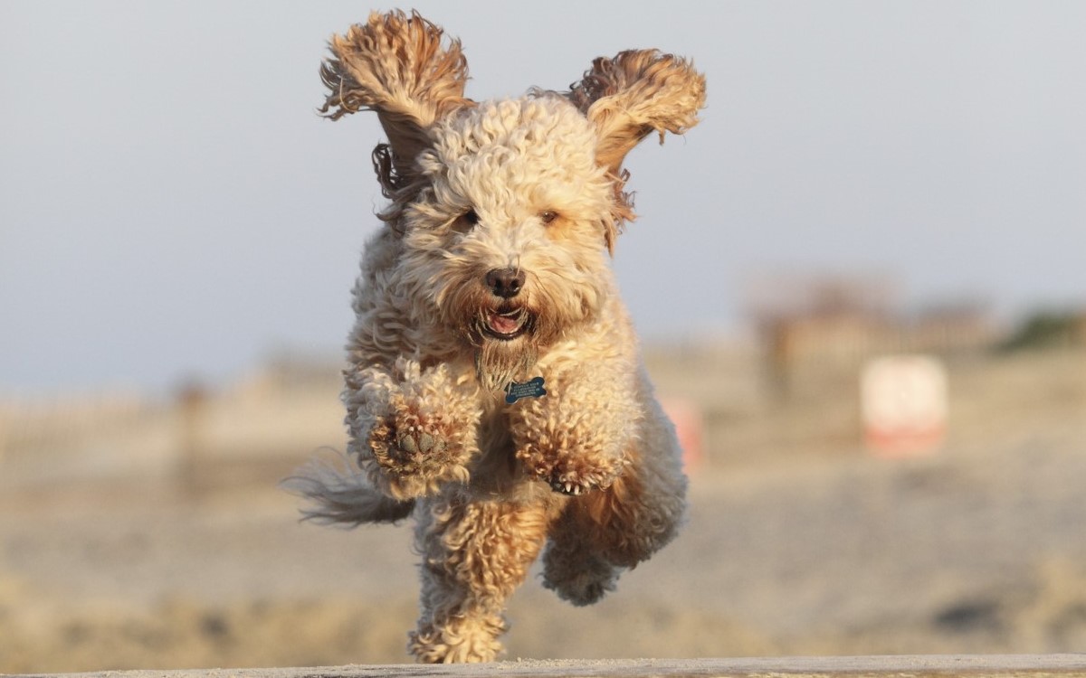 Cockapoo