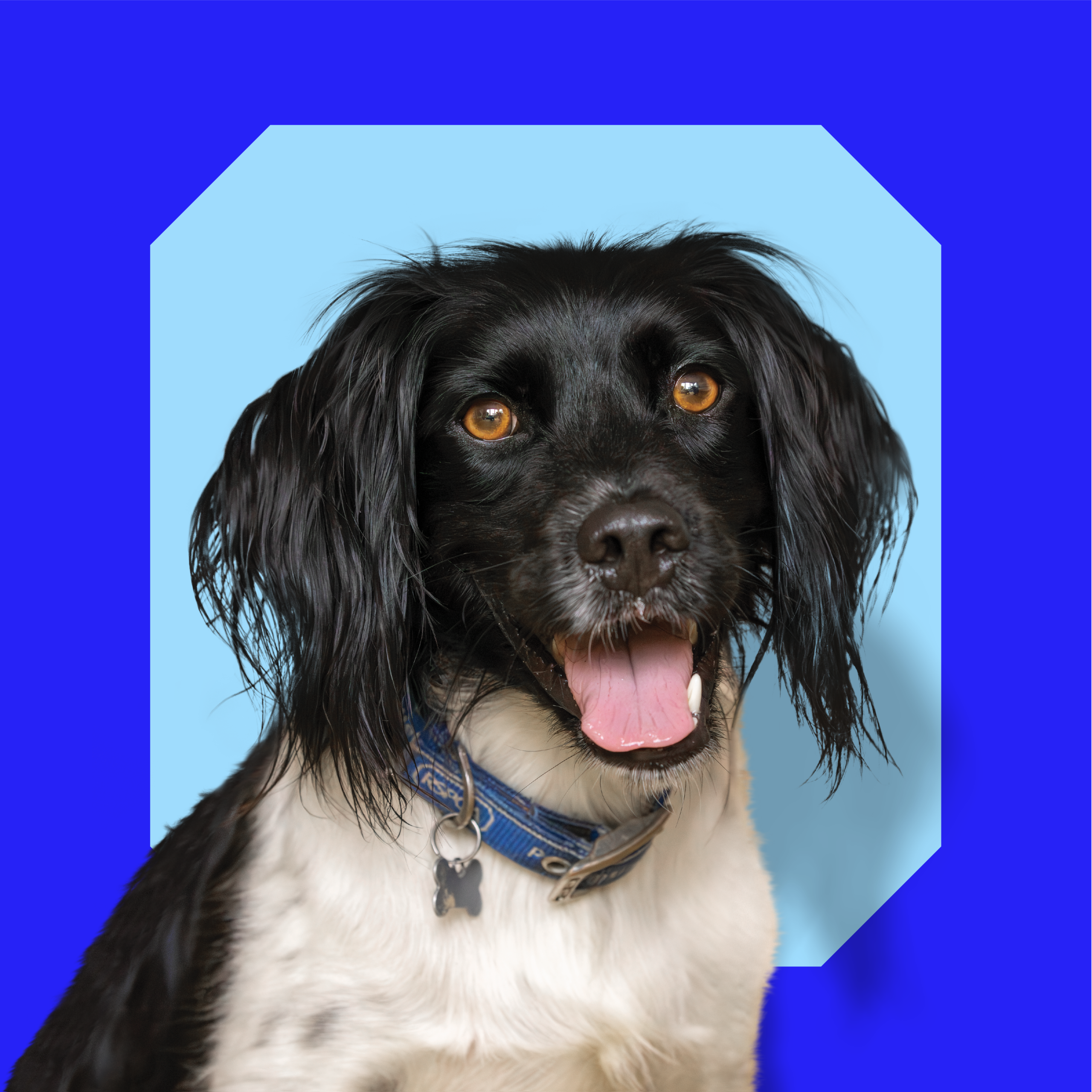 RSPCA Cut Out Dog RSPCA Cut Out Dog