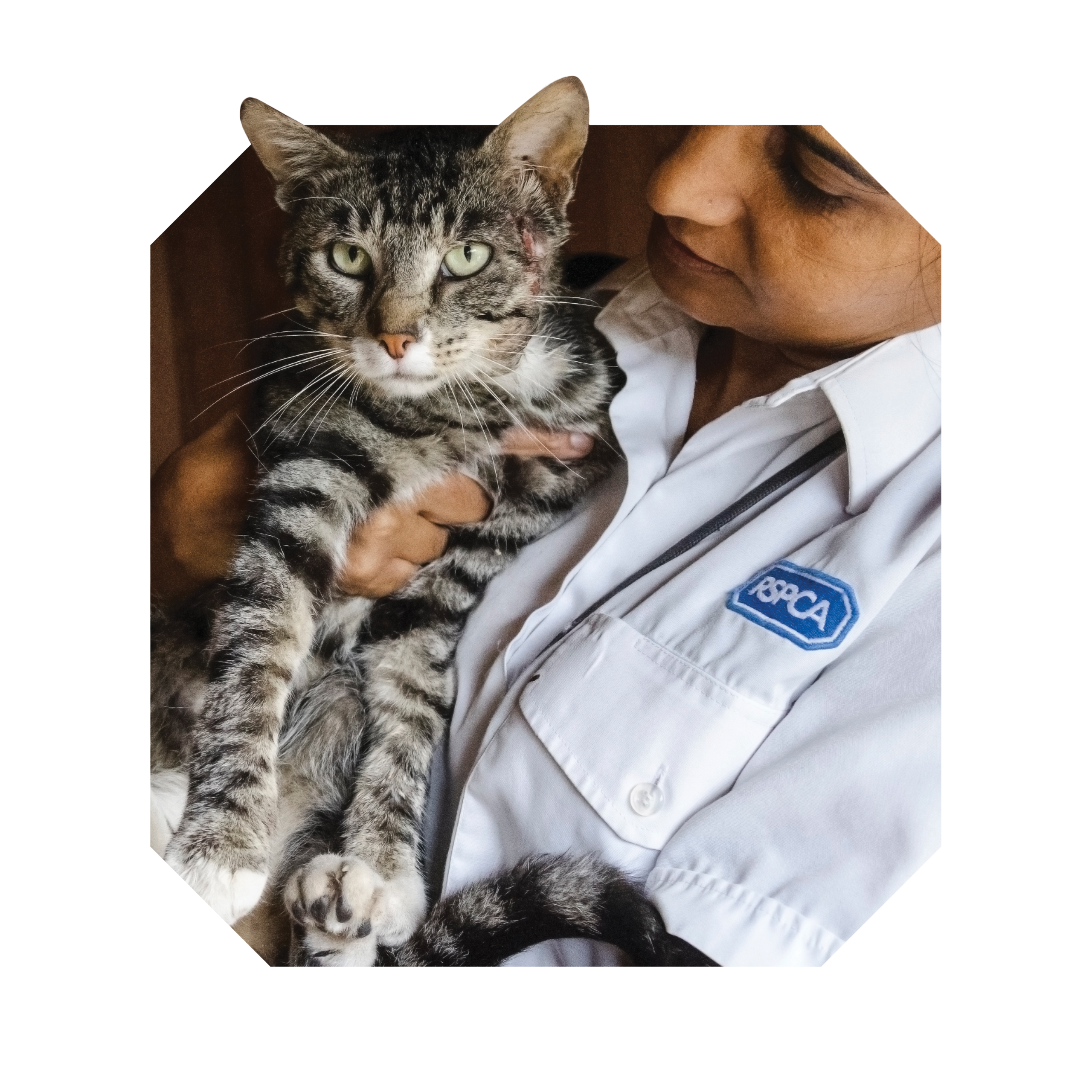 RSPCA Cut Out Full Bleed Cat RSPCA Cut Out Full Bleed Cat