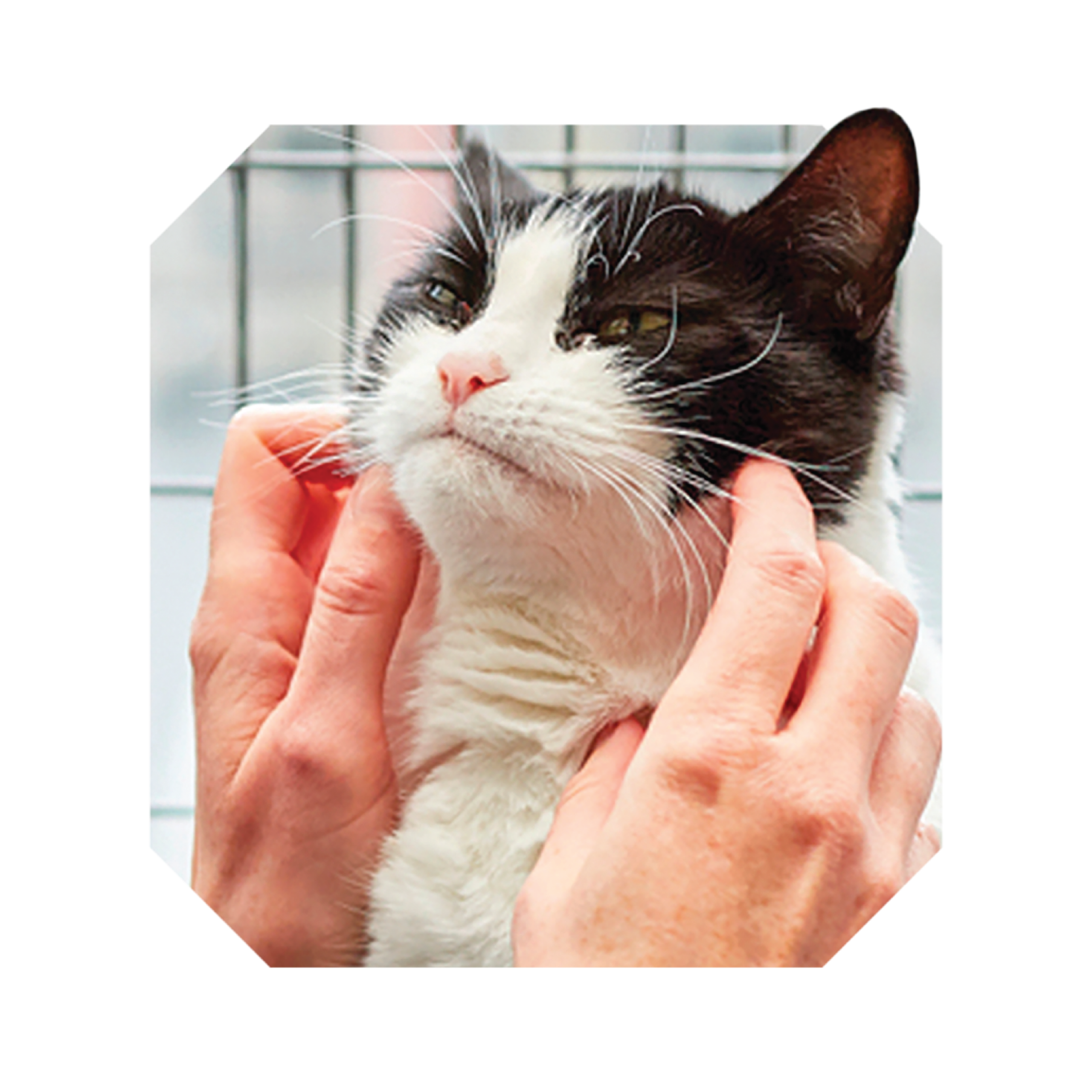 RSPCA Cut Out Full Bleed Cat RSPCA Cut Out Full Bleed Cat