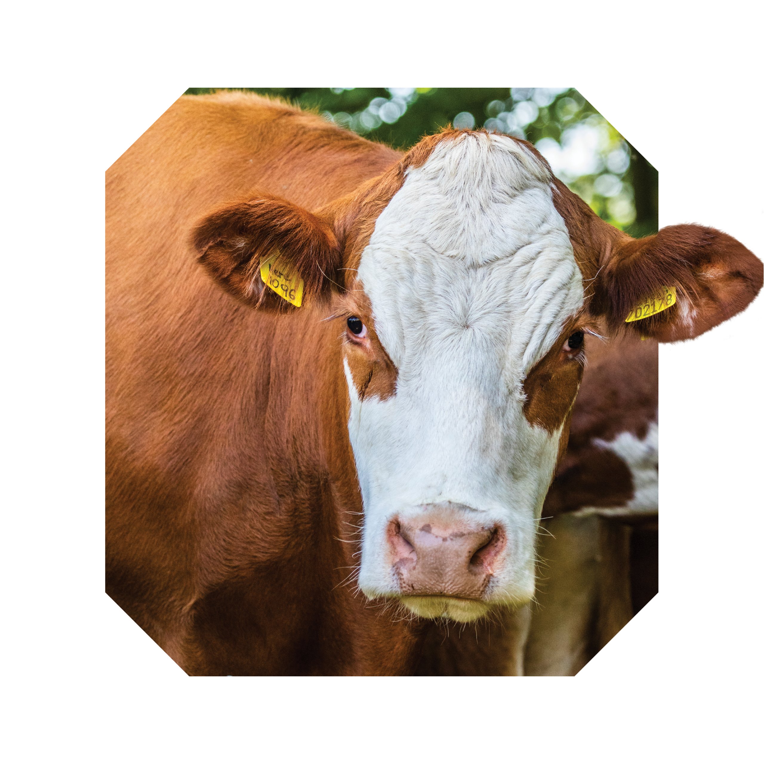 RSPCA Cut Out Full Bleed Cow RSPCA Cut Out Full Bleed Cow