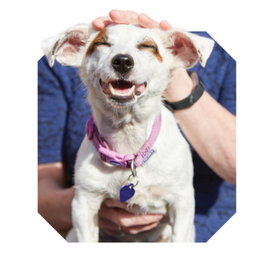 RSPCA Cut Out Full Bleed Dog