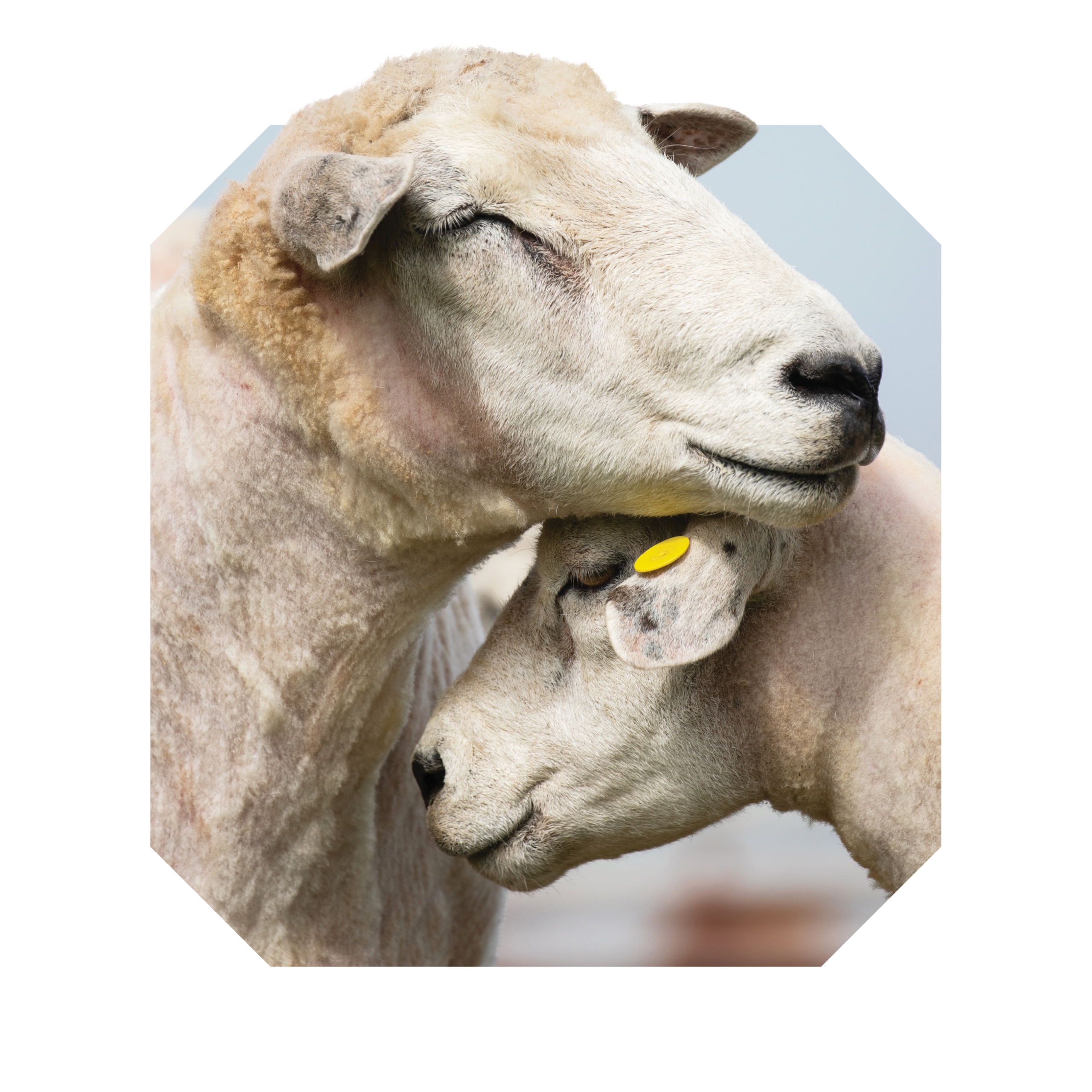 RSPCA Cut Out Full Bleed Sheep RSPCA Cut Out Full Bleed Sheep